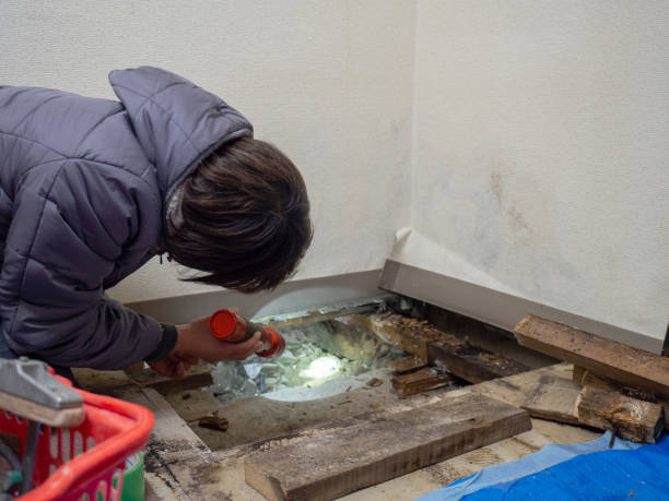 Best Industrial Mold Remediation  in Brook Highland, AL