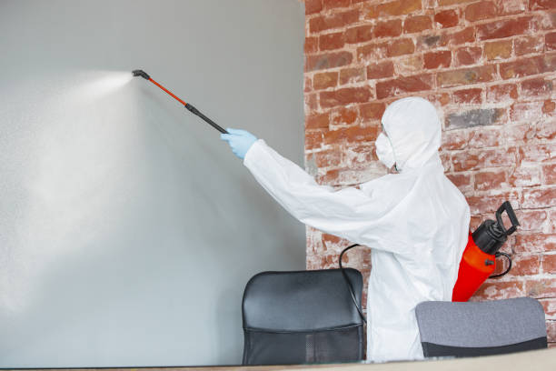 Reliable Brook Highland, AL Mold Removal Solutions