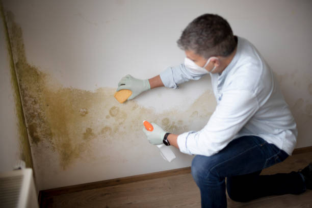 Best Residential Mold Inspection & Testing  in Brook Highland, AL