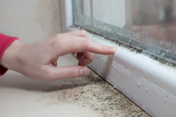 Mold Odor Removal Services in Brook Highland, AL