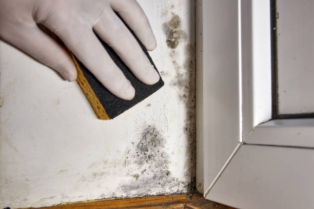 Best Environmental Consulting for Mold Prevention  in Brook Highland, AL